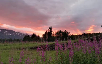 Geitrams i solnedgang 