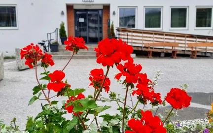 R&oslash;de blomster foran inngangen til Nordreisa r&aring;dhus p&aring; Storslett.