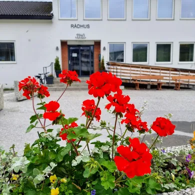 Nordreisa rådhus på Storslett. Røde blomster foran inngangen til Nordreisa rådhus på Storslett.